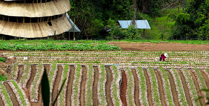 Doi Inthanon Chiang Mai